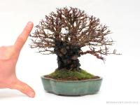 Ulmus parvifolia `Corticosa`16 cm-es bonsai