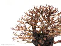 Ulmus parvifolia `Corticosa`16 cm-es bonsai
