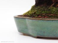 Ulmus parvifolia `Corticosa`16 cm-es bonsai}