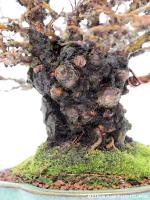 Ulmus parvifolia `Corticosa`16 cm-es bonsai}