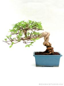 Premna japonica 20 cm-es neagari bonsai
