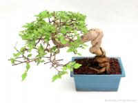 Premna japonica 20 cm-es neagari bonsai
