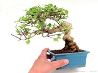 Premna japonica 20 cm-es neagari bonsai}
