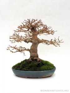 Premna japonica 15 cm-es bonsai