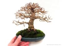 Premna japonica 15 cm-es bonsai