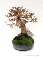 Premna japonica 15 cm-es bonsai