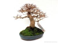 Premna japonica 15 cm-es bonsai}