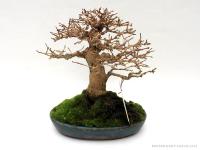 Premna japonica 15 cm-es bonsai}