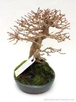 Premna japonica 15 cm-es bonsai}
