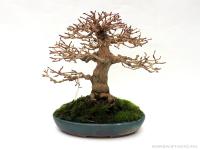 Premna japonica 15 cm-es bonsai}