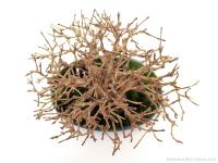 Premna japonica 15 cm-es bonsai}