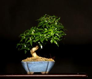 Adina pilulifera 18 cm-es bonsai