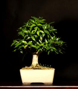 Adina pilulifera 15 cm-es bonsai