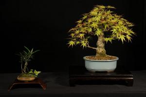 Acer palmatum 3.
