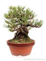 Pinus thunbergii 26 cm-es han kengai bonsai}