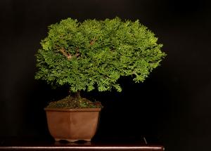 Chamaecyparis obtusa bonsai