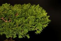 Chamaecyparis obtusa bonsai
