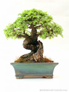 Ulmus parvifolia 15 cm-es bonsai