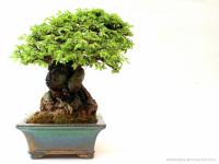Ulmus parvifolia 15 cm-es bonsai