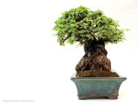 Ulmus parvifolia 15 cm-es bonsai