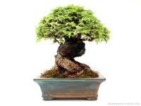 Ulmus parvifolia 15 cm-es bonsai}