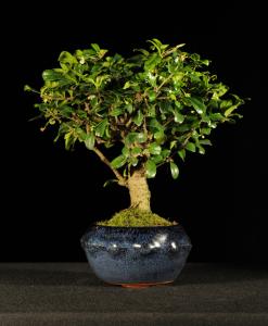 Carmona macrophylla- Borágófa, karmóna 13,5B (13,5 cm-es dob tálban)