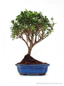 Ilex crenata - Csipkéslevelű magyal bonsai