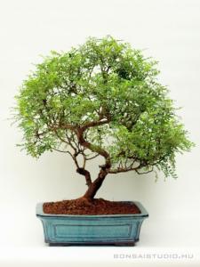 Borsfa bonsai
