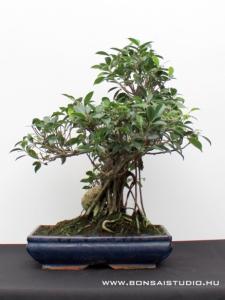 Ficus retusa, 51 cm magas bonsai