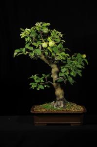 Chaenomeles sinensis (Pseudocydonia sinensis)-Kínai díszbirs (egyedi darab)
