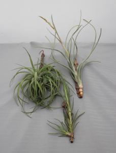 Tillandsia mix  02