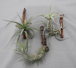 Tillandsia mix  03