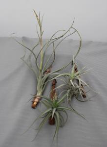 Tillandsia mix  04