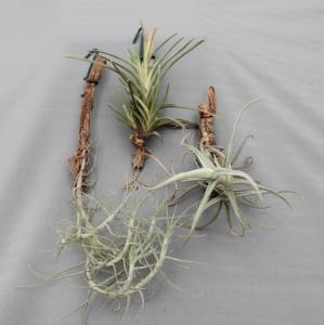 Tillandsia mix  05