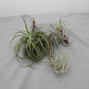 Tillandsia mix  06
