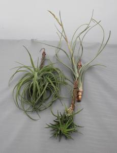 Tillandsia mix  07