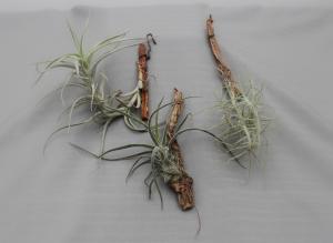 Tillandsia mix  08