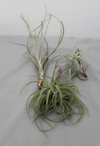 Tillandsia mix  09