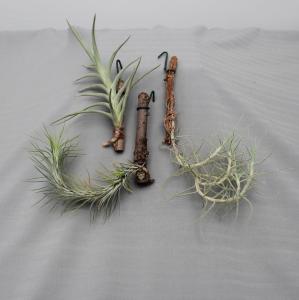 Tillandsia mix  10