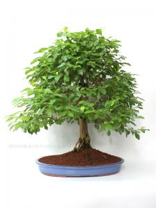 Duranta excelsa - szoba bonsai