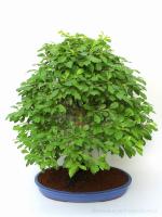 Duranta excelsa - szoba bonsai