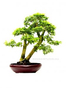 Duranta excelsa - beltéri bonsai