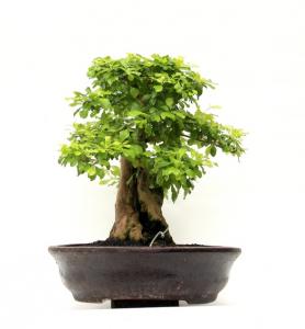 Duranta excelsa - beltéri bonsai fa