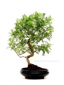 Zanthoxyllum piperitum - Borsfa bonsai