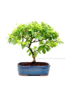Durantha excelsa - bonsai kék bonsai tálban