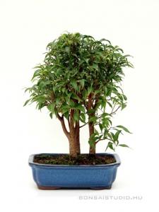 Ficus benjamina bonsai csoportos ültetésben
