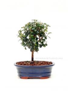 Myrsine africana bonsai