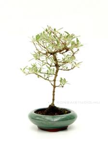 Coprosma kirkii - szoba bonsai