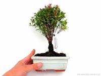 Syzingium buxifolium bonsai