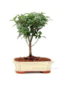 Euonymus japonicus 'Microphyllus' bonsai